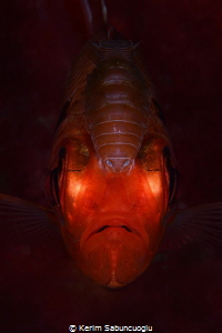 The Parasite eating the fish alive. by Kerim Sabuncuoglu 